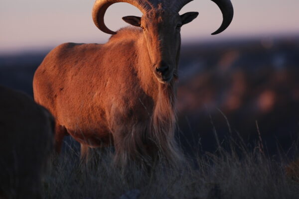 AnyConv.com__aoudad ram 2317 copy_49164619484