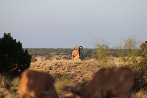 AnyConv.com__aoudad ram palo duro canyon 0498_76584219367