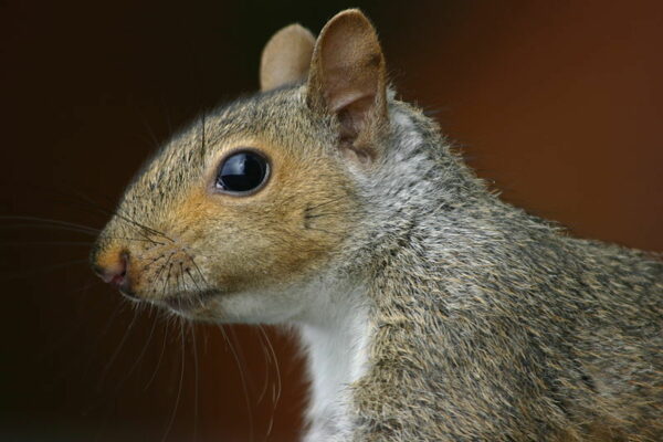 AnyConv.com__eastern gray squirrel_closeup_grendlekhan_photo_92693356132