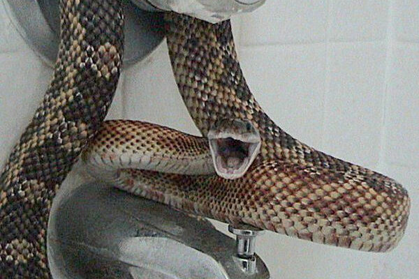 AnyConv.com__texas rat snake la dawson pantherophis_obsoletus_lindheimeri_91676525241
