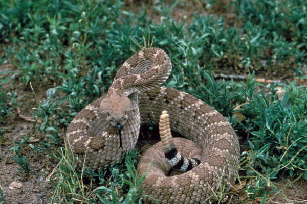 AnyConv.com__western diamondback rattlesnake crotalus_atrox_usfws_14817585445