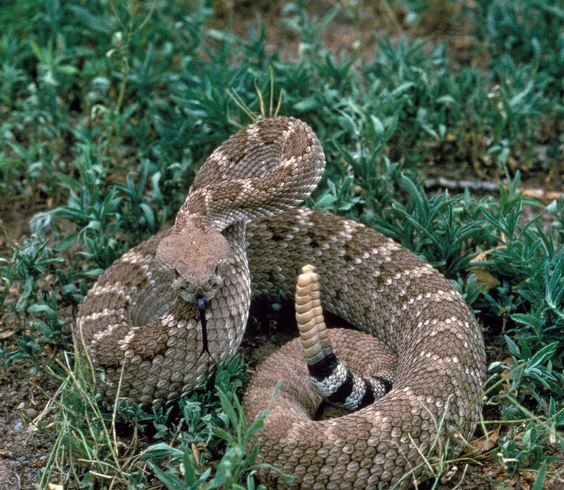 poisonous Texas snake