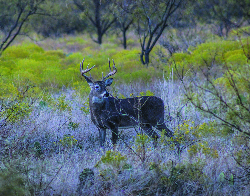 Whitetail Deer Season Forecast 2020 - Texas Trophy Hunters Association