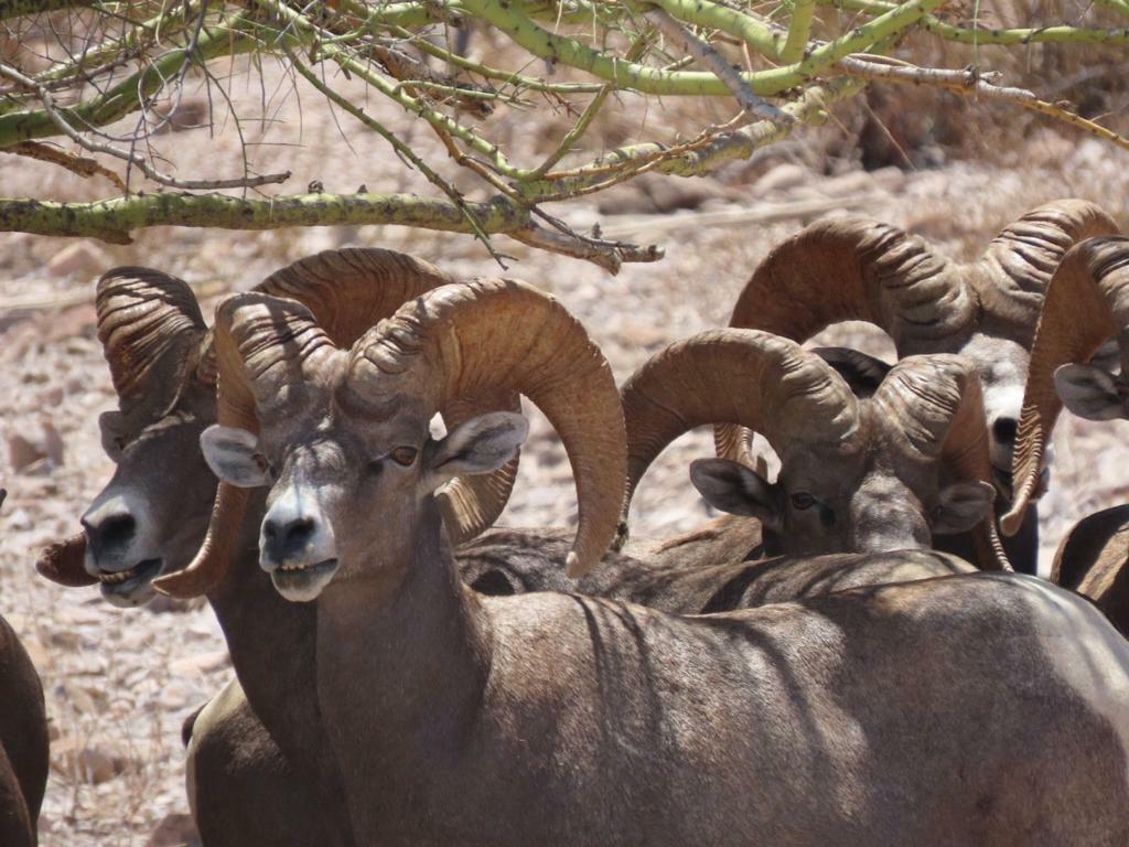 TPWD Hunting Regulation Proposals for 20242025 Approved Texas Trophy