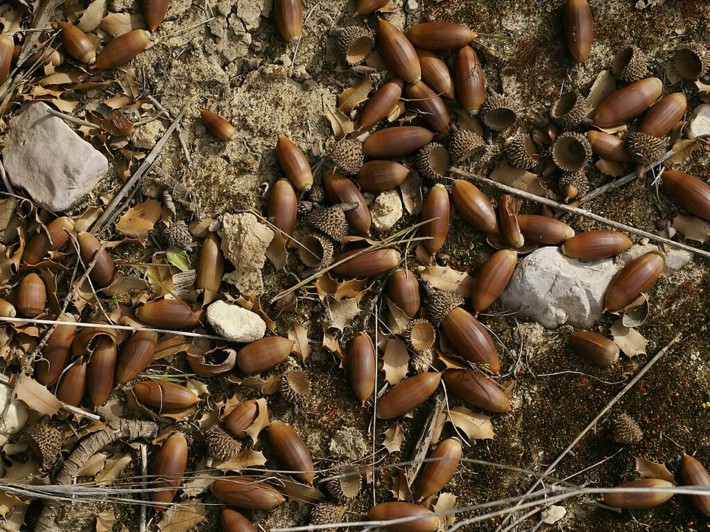 acorns