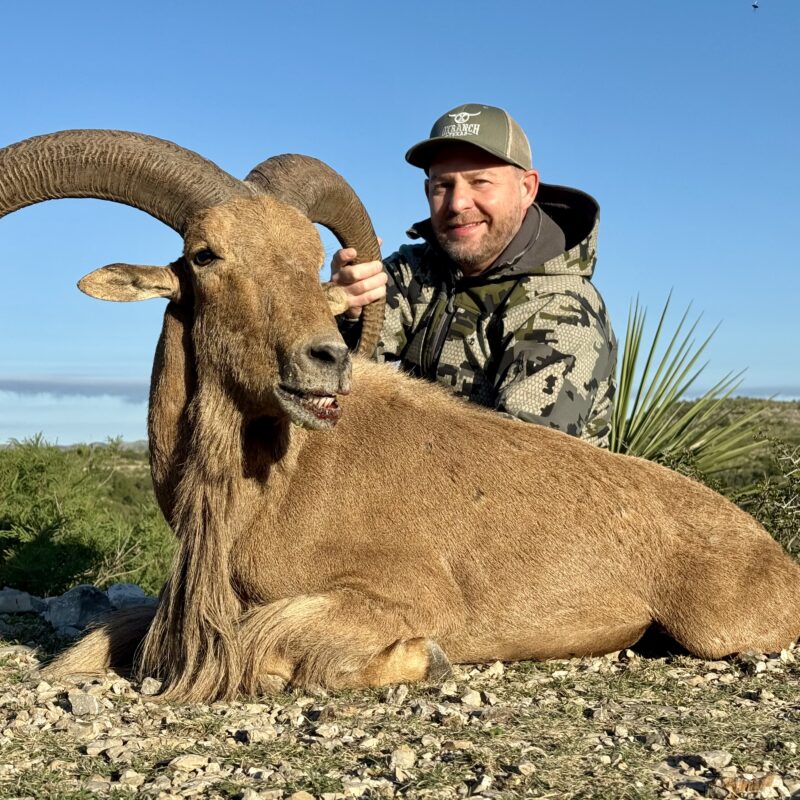 aoudad