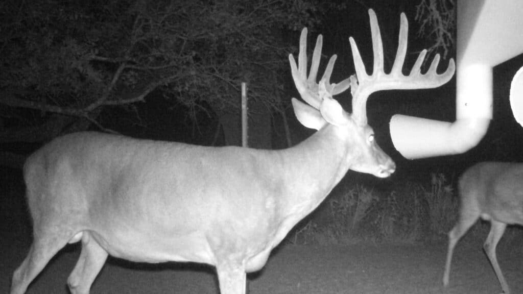 trail camera