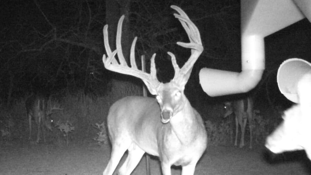 trail cameras