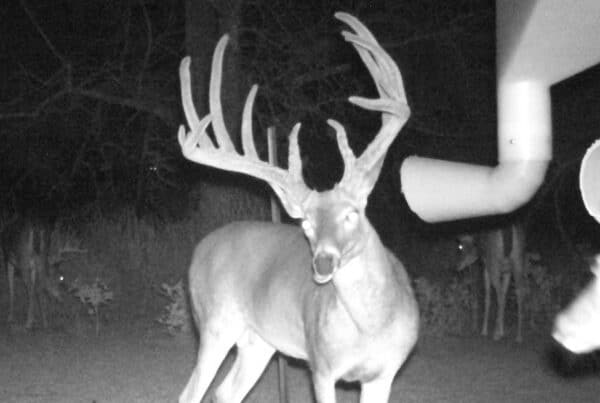 trail cameras