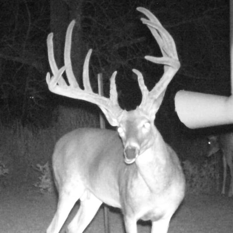 trail cameras